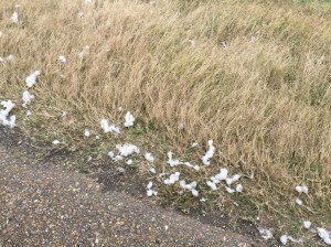 6D22D279-F297-45D3-BA58-C30B7229824A