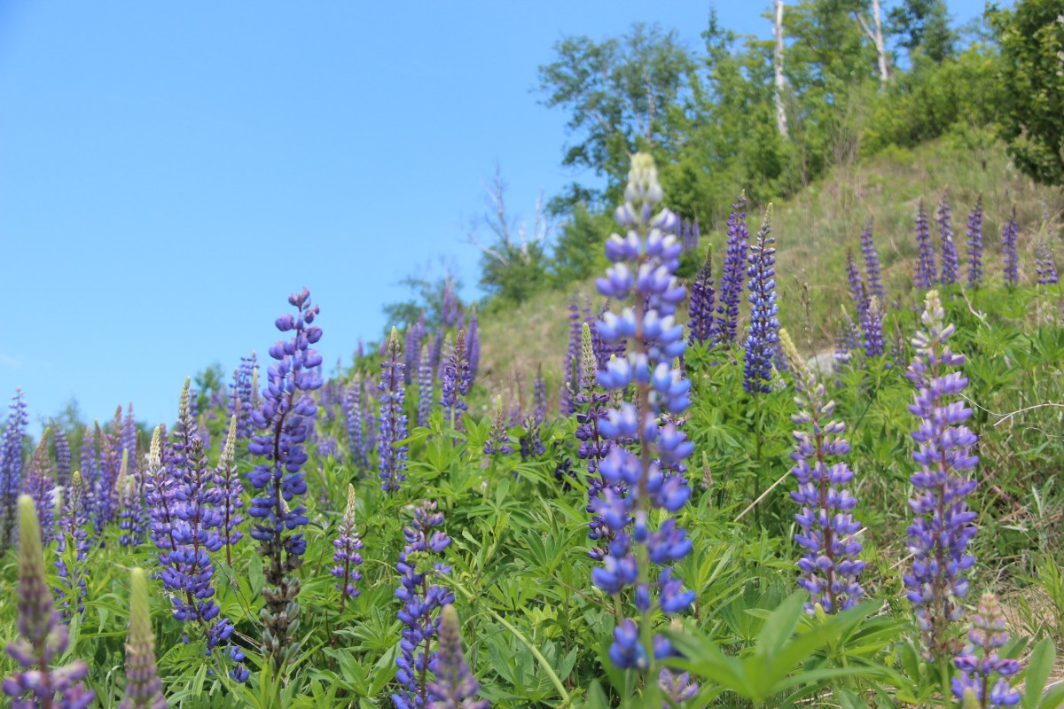 Beautiful Weather, a lot of&nbsp;Riding!