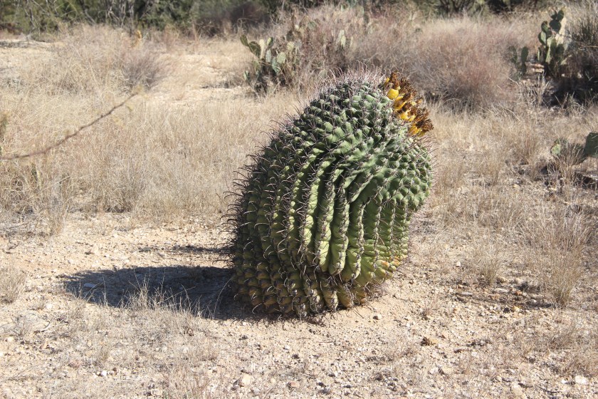 65362A7F-6412-4EE5-9B06-1DB7A4A68A45