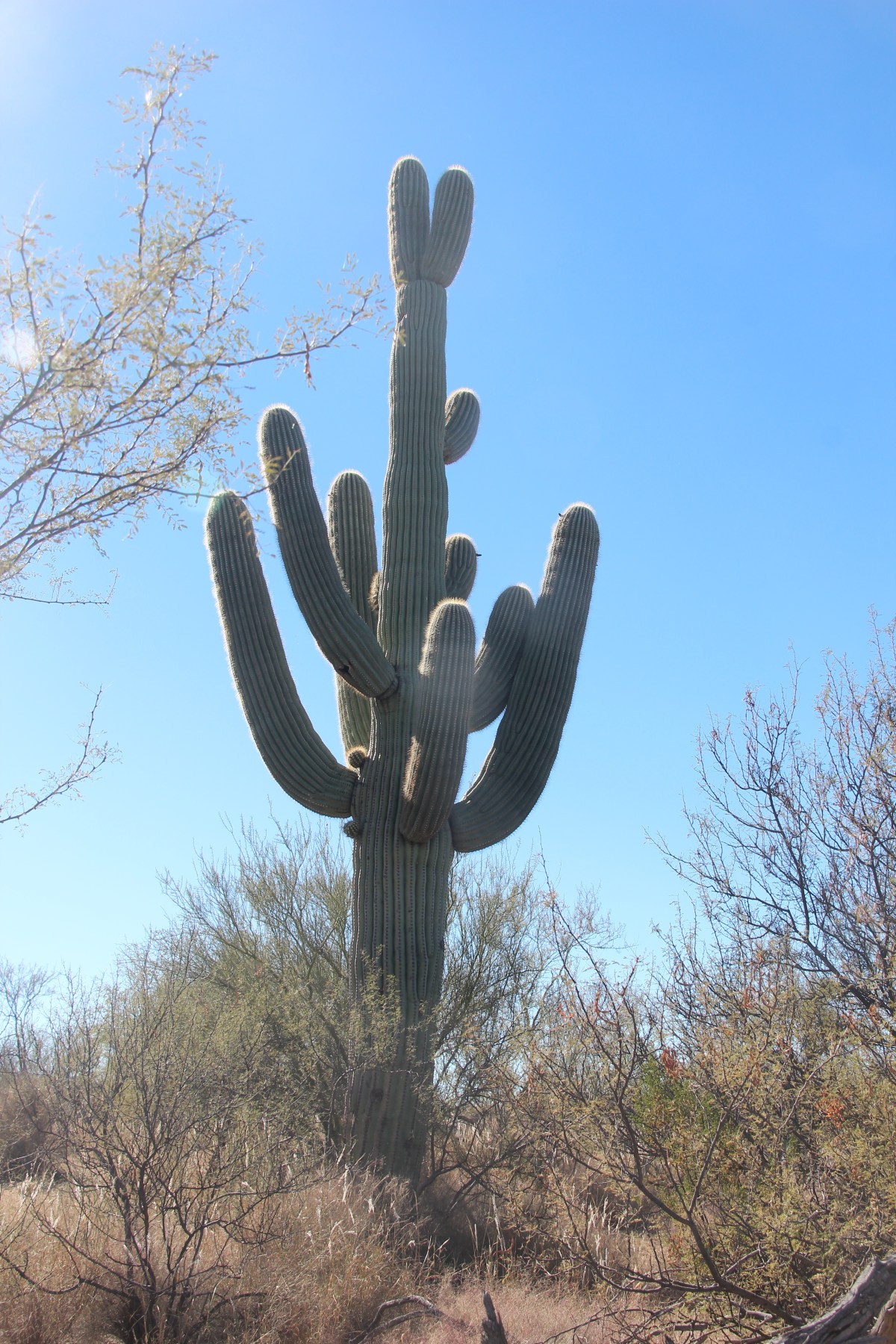 Saguaro National Park