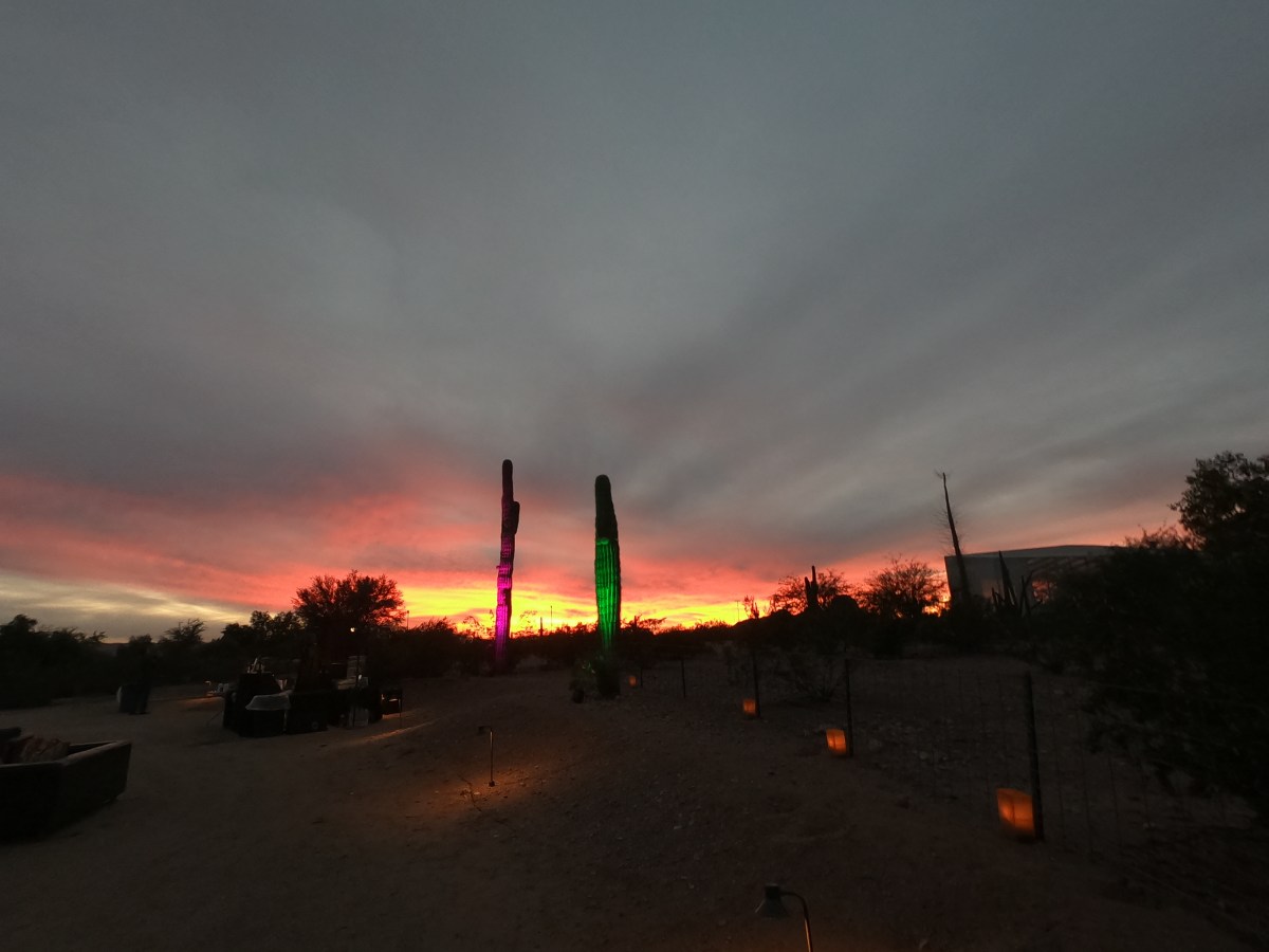 Desert Botanical Gardens